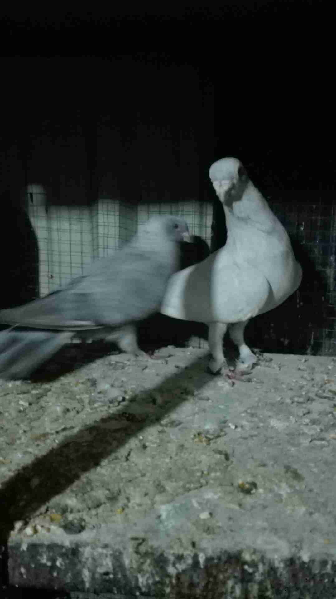 خمسه جواز حمام للبيع في الزرقاء كله شغال إنشاء الله
لا تنسَ أنك شاهدت هذا الإعلان في عنكبوت
خ...