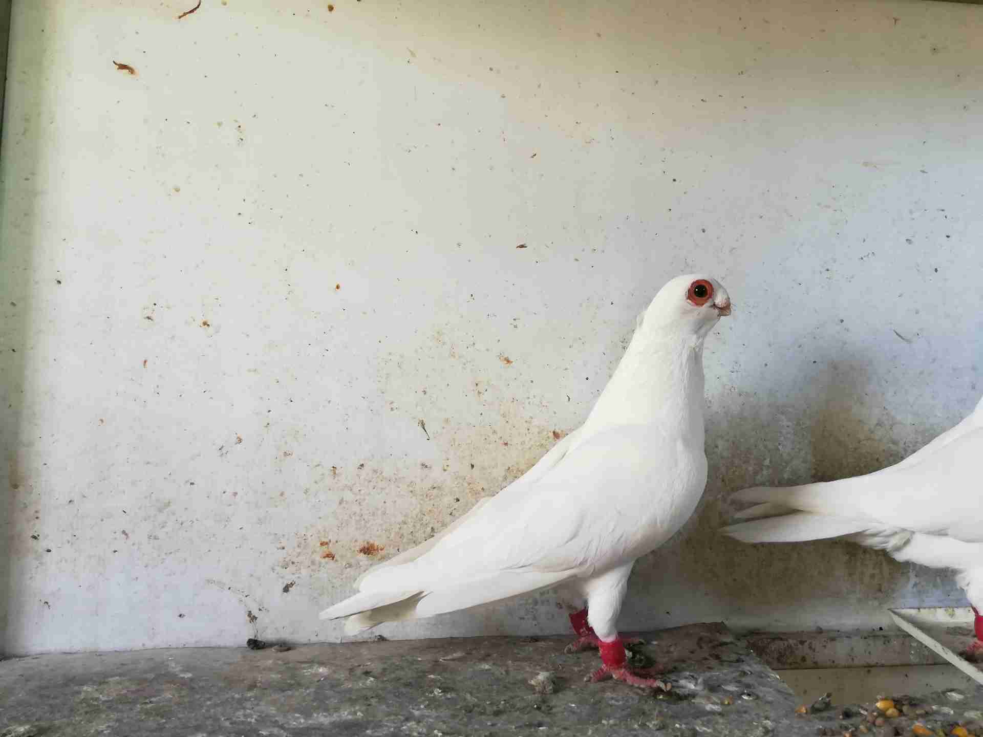 فحل وطيره مخاليف
لا تنسَ أنك شاهدت هذا الإعلان في عنكبوت
بدايه شغل حبات حلوه.وجفن وسيع ومعول...