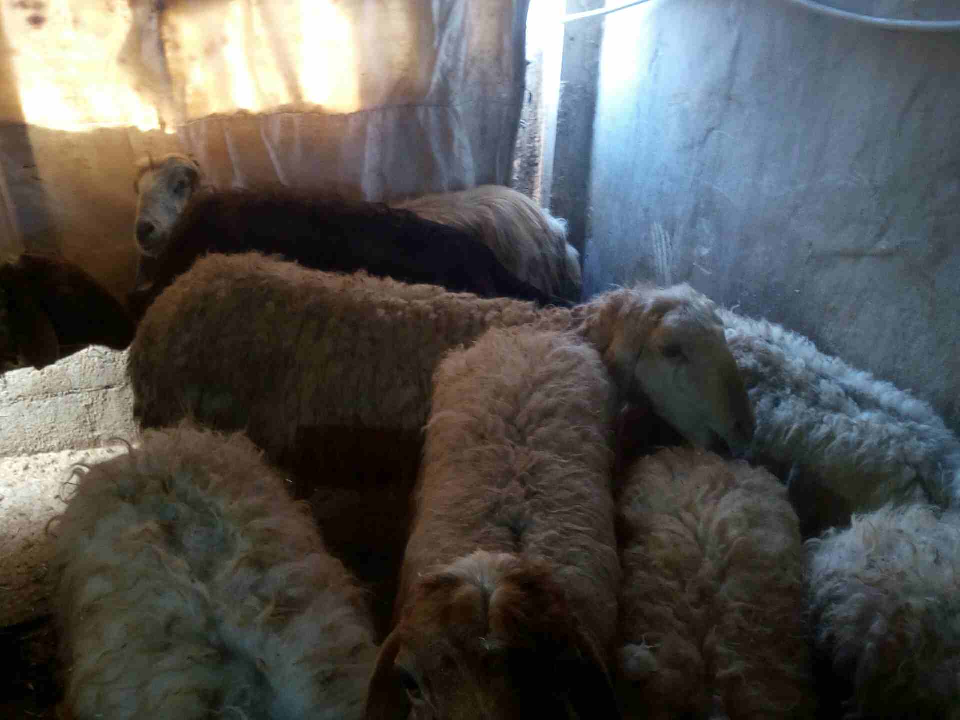 يابلاش عقايق 60 و70 دينار
لا تنسَ أنك شاهدت هذا الإعلان في عنكبوت
نعاج صلاة النبي شغل عقايق سن ان...