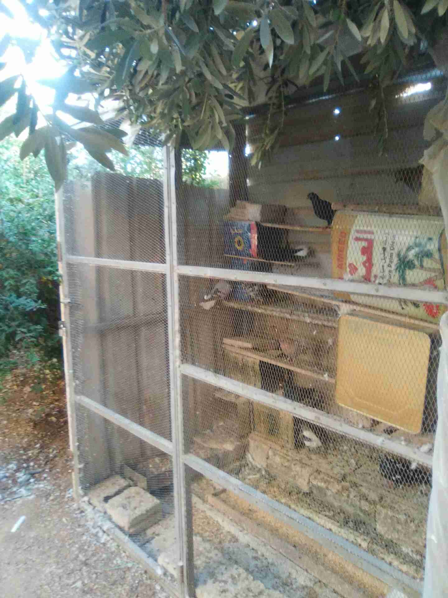 مطير يصلح لكافة أنواع الطيور جميل ومميز ومرتب 0789872665
لا تنسَ أنك شاهدت هذا الإعلان في عنكبوت...
