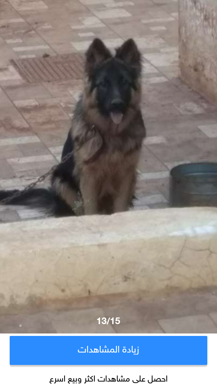 جيرمن شبرد لونج هير
لا تنسَ أنك شاهدت هذا الإعلان في عنكبوت
الكلب واضح من الصورة عالي المواصفات م...