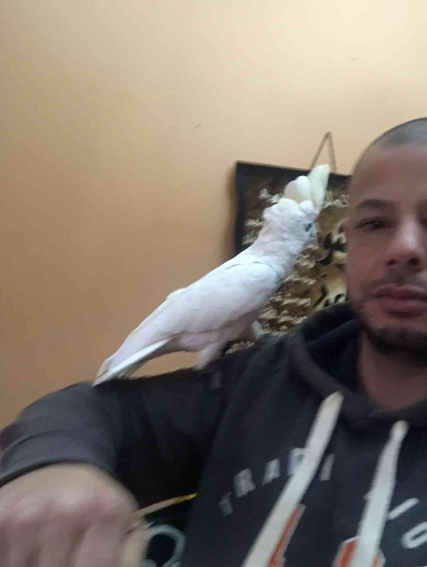 كوكاتو بلوقوفن اليف للبيع 300 دينار
لا تنسَ أنك شاهدت هذا الإعلان في عنكبوت
كوكاتو قوفن اليفه...