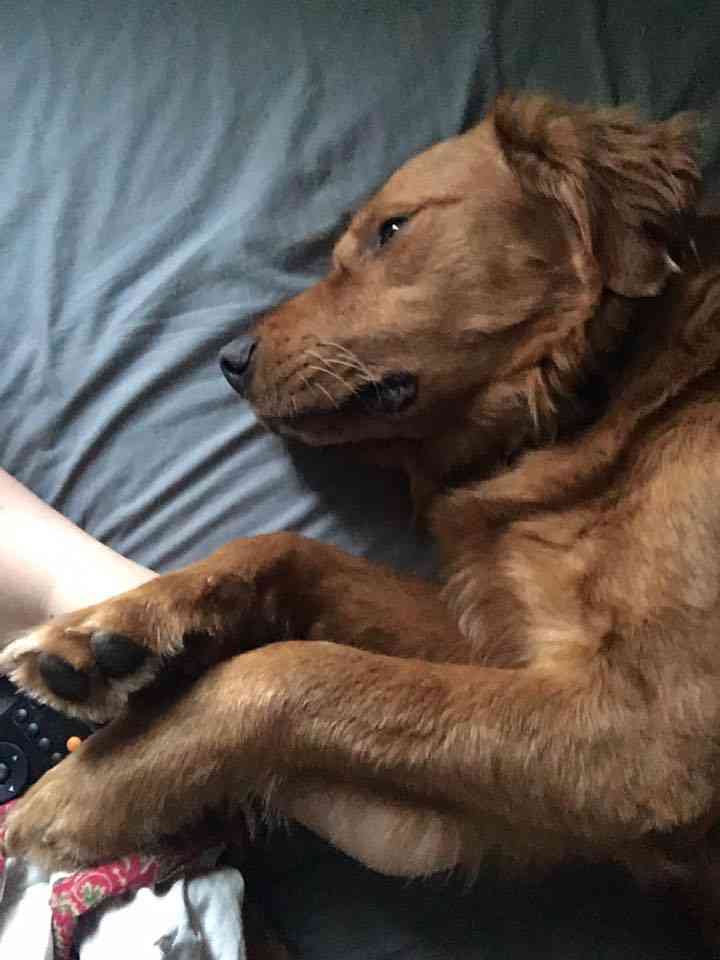 قولدين ريتريفر / golden retriever
لا تنسَ أنك شاهدت هذا الإعلان في عنكبوت
جراوه جولدين ريتريف...