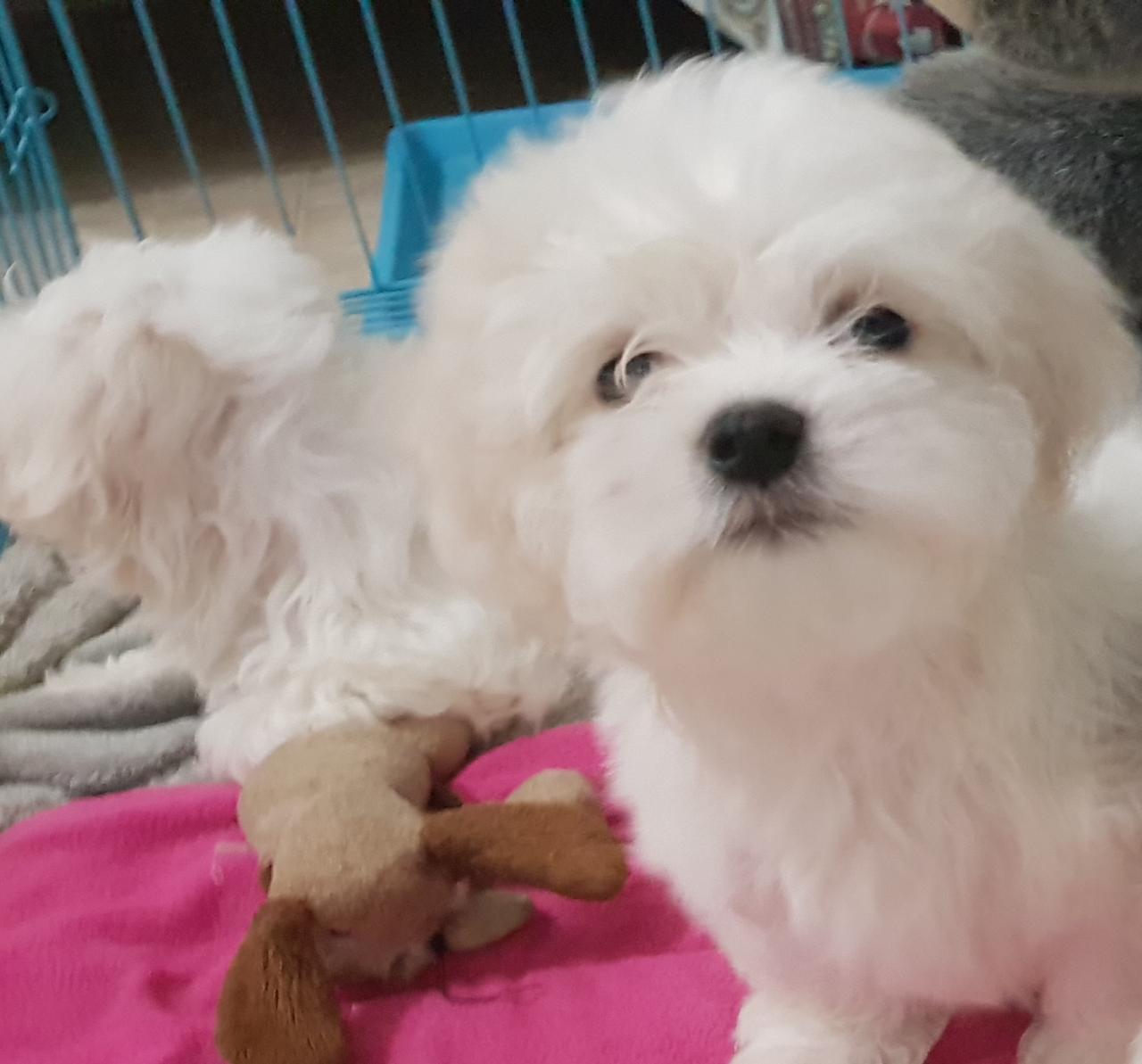 Imported maltese
لا تنسَ أنك شاهدت هذا الإعلان في عنكبوت
Imported Maltese Dogs
The parents h...