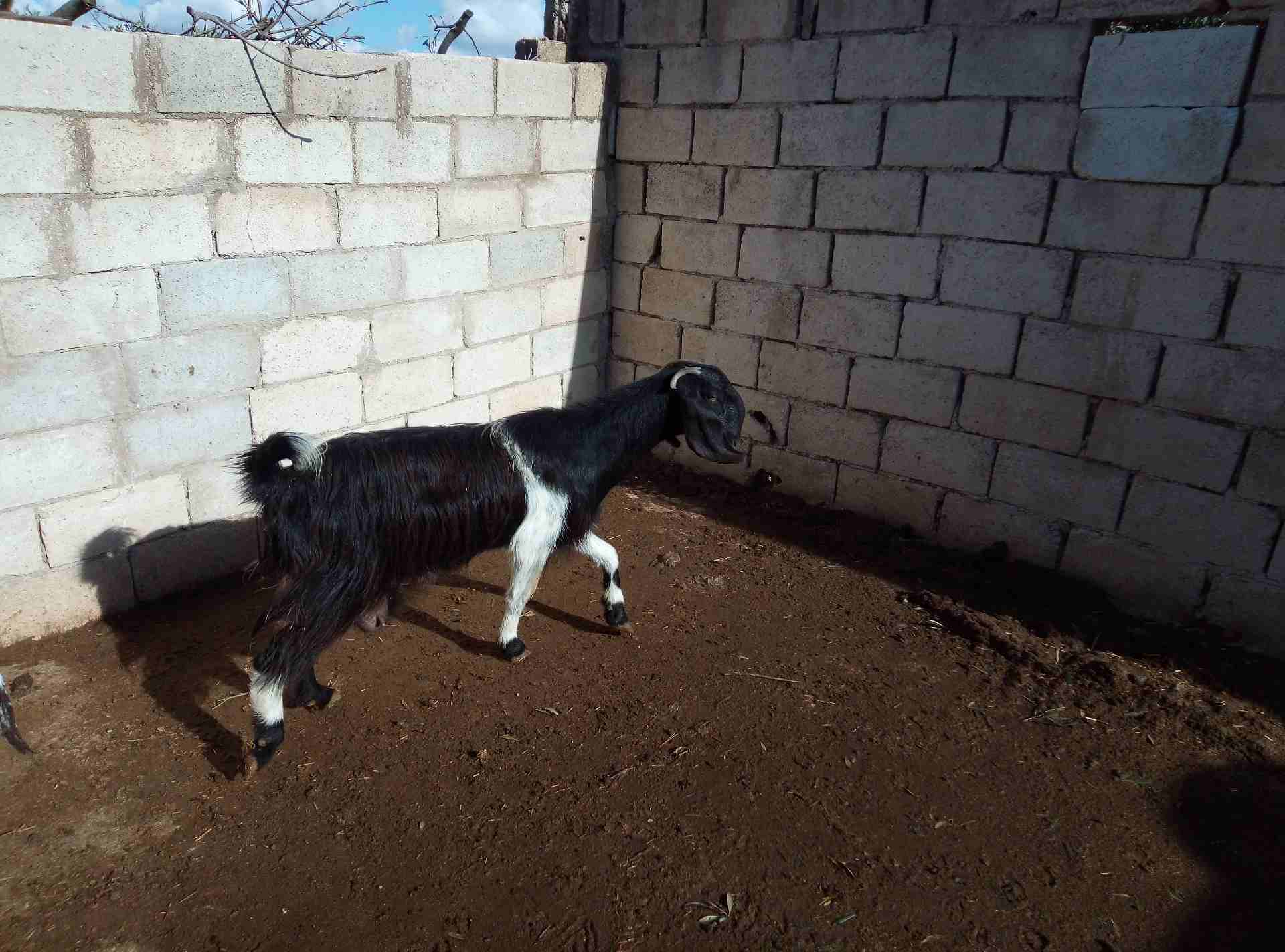 بسم الله الرحمن الرحيم 9 معز نخب مواليد عز المقنوه اذكر الله
لا تنسَ أنك شاهدت هذا الإعلان في عنكبوت...