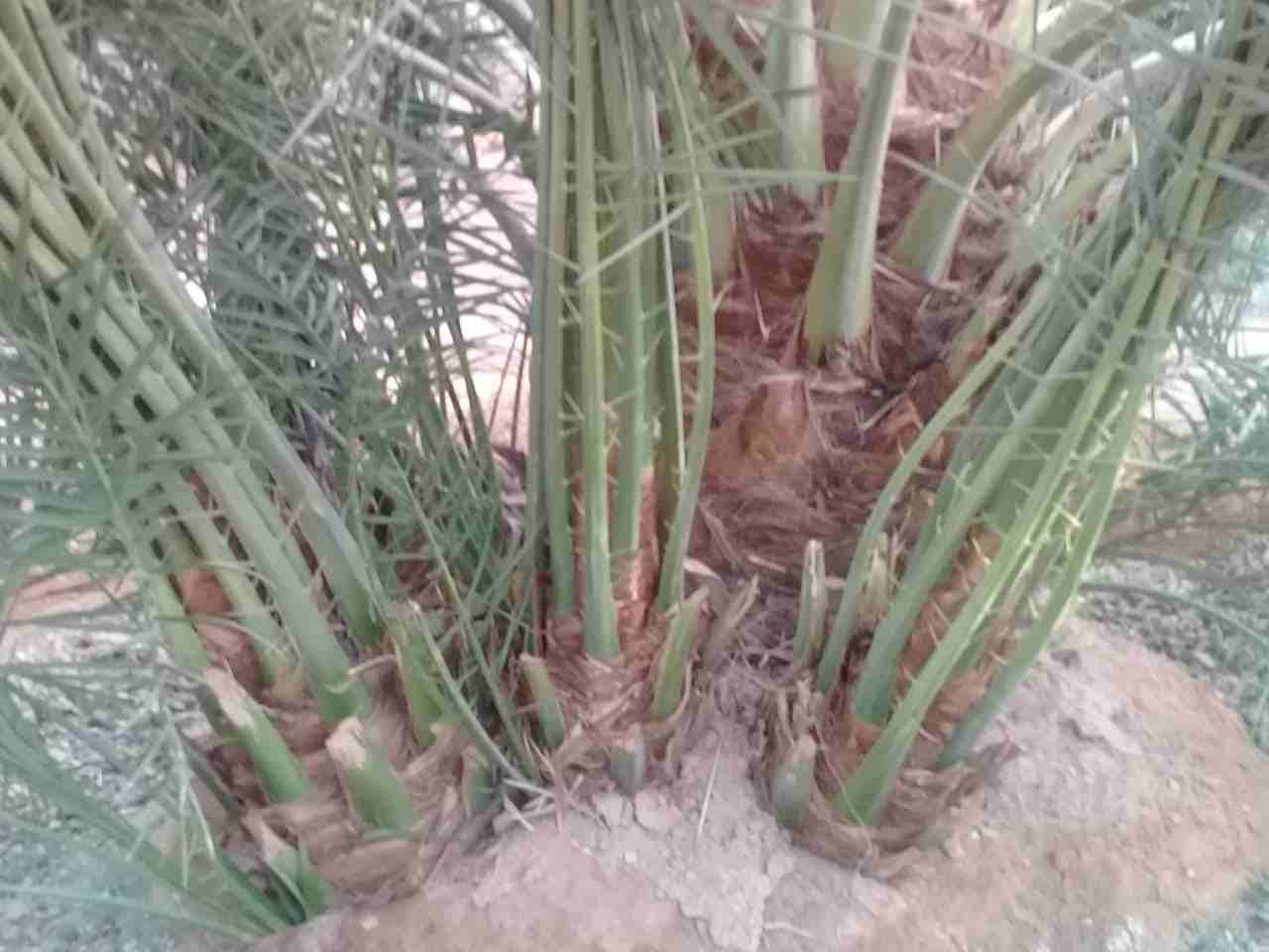 نخيل للبيع
لا تنسَ أنك شاهدت هذا الإعلان في عنكبوت
يوجد لدينا جميع انواع النخيل بجميع الانواع وال...