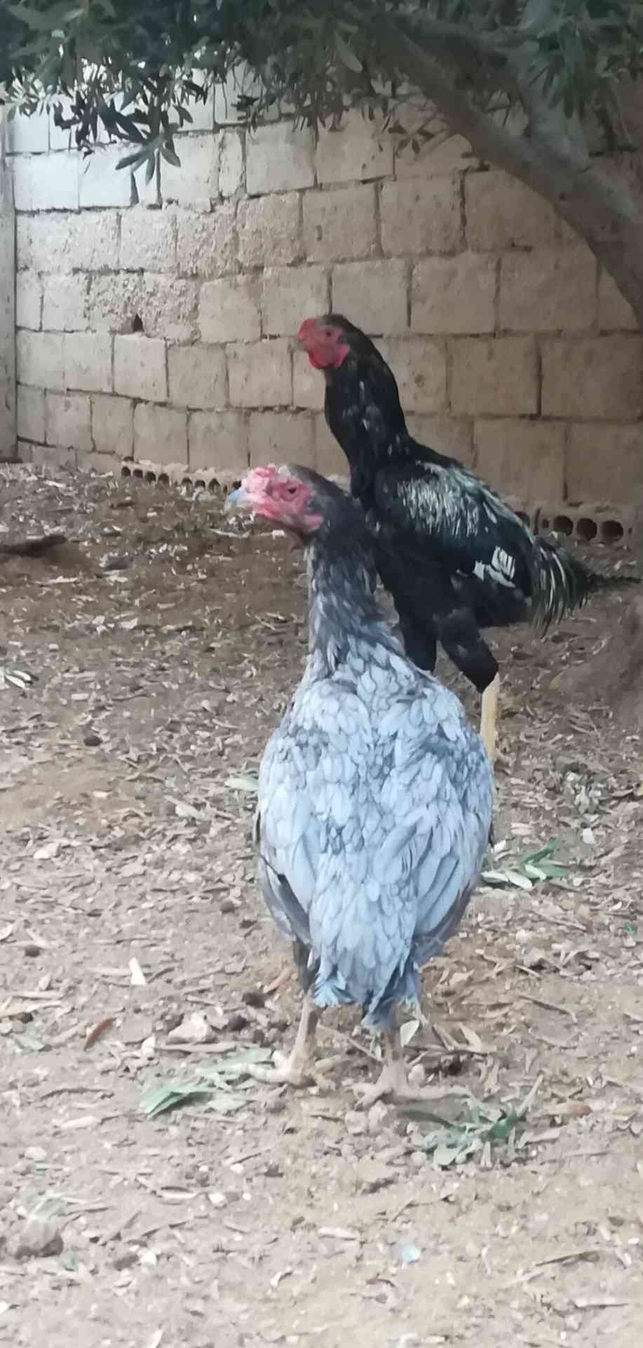 طقم باكستاني جاجتين وديك ما شاء الله عليهم                                            


	 				لا تنسَ أنك شاهدت هذا الإعلان في عنكبوت            
	 				
                                للبيع او ل...