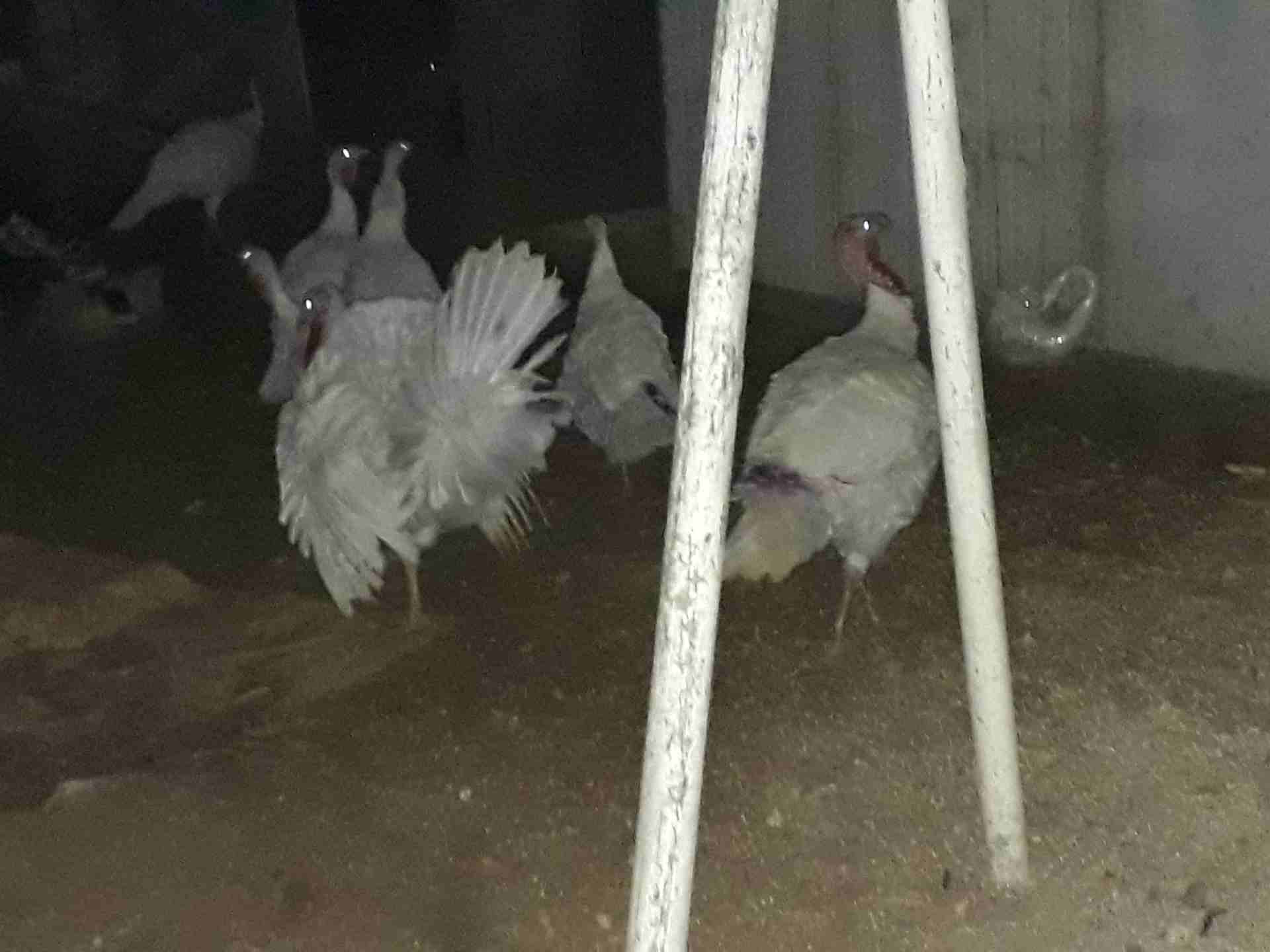 حبش للبيع عمان كوم كامل 4 فحل 10 انثي عمان
لا تنسَ أنك شاهدت هذا الإعلان في عنكبوت
0799854051 عمان 240 من الاخر...