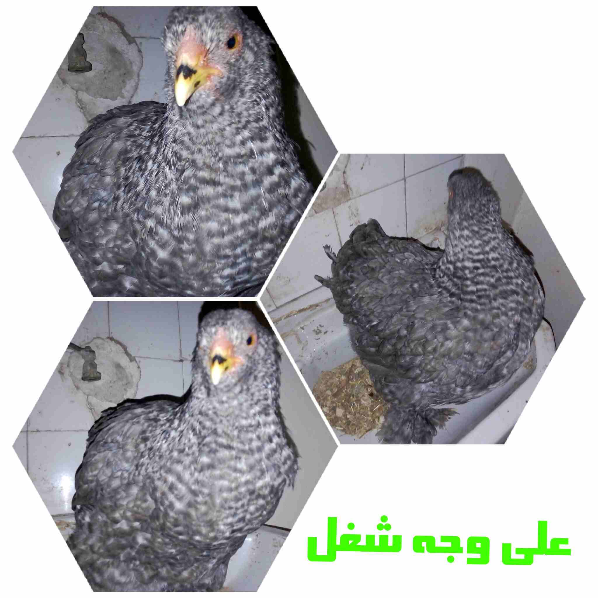 دجاج زينة (براهما) للبيع او للبدل على جوز دجاج زينة
لا تنسَ أنك شاهدت هذا الإعلان في عنكبوت
يوجد...
