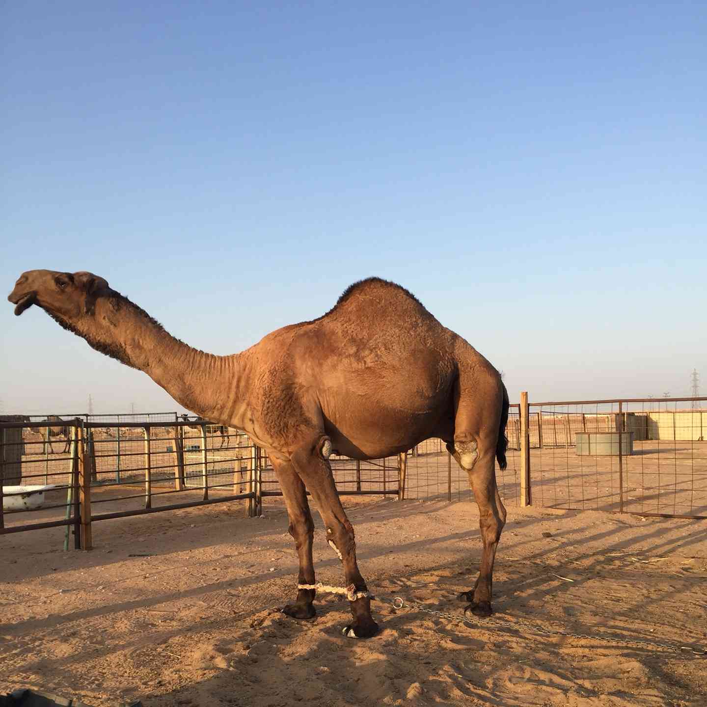فحل اصفر للبيع                                            


	 				لا تنسَ أنك شاهدت هذا الإعلان في عنكبوت            
	 				
                                جمل للبيع   اللون/ اصفر: السن/ثني: ابن...