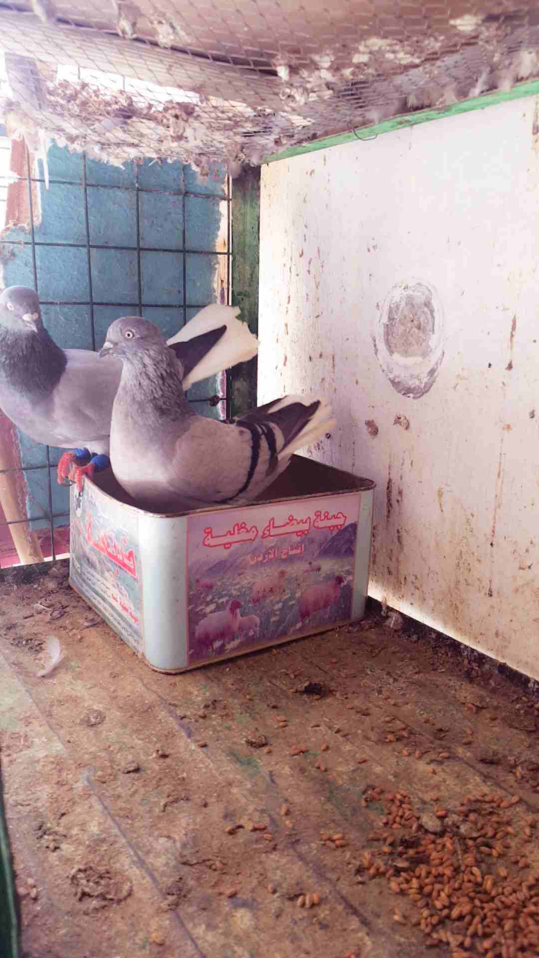 حمام جواز شغاله 100% بدل على كنار
لا تنسَ أنك شاهدت هذا الإعلان في عنكبوت
جواز حمام شغاله مع فراخ...