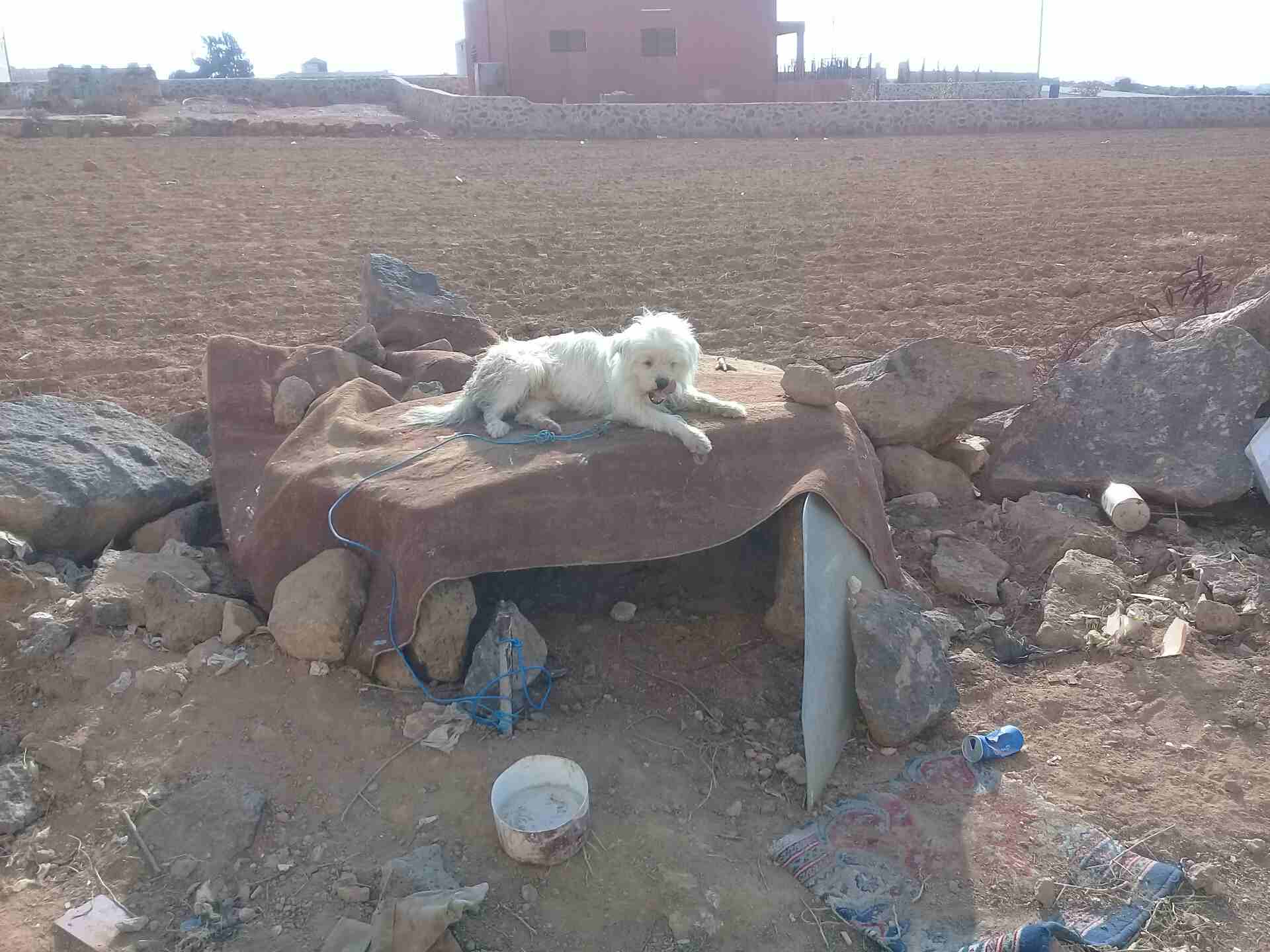 الكلب بصحه جيده                                            


	 				لا تنسَ أنك شاهدت هذا الإعلان في عنكبوت            
	 				
                            كلب فرنسي للبيع...