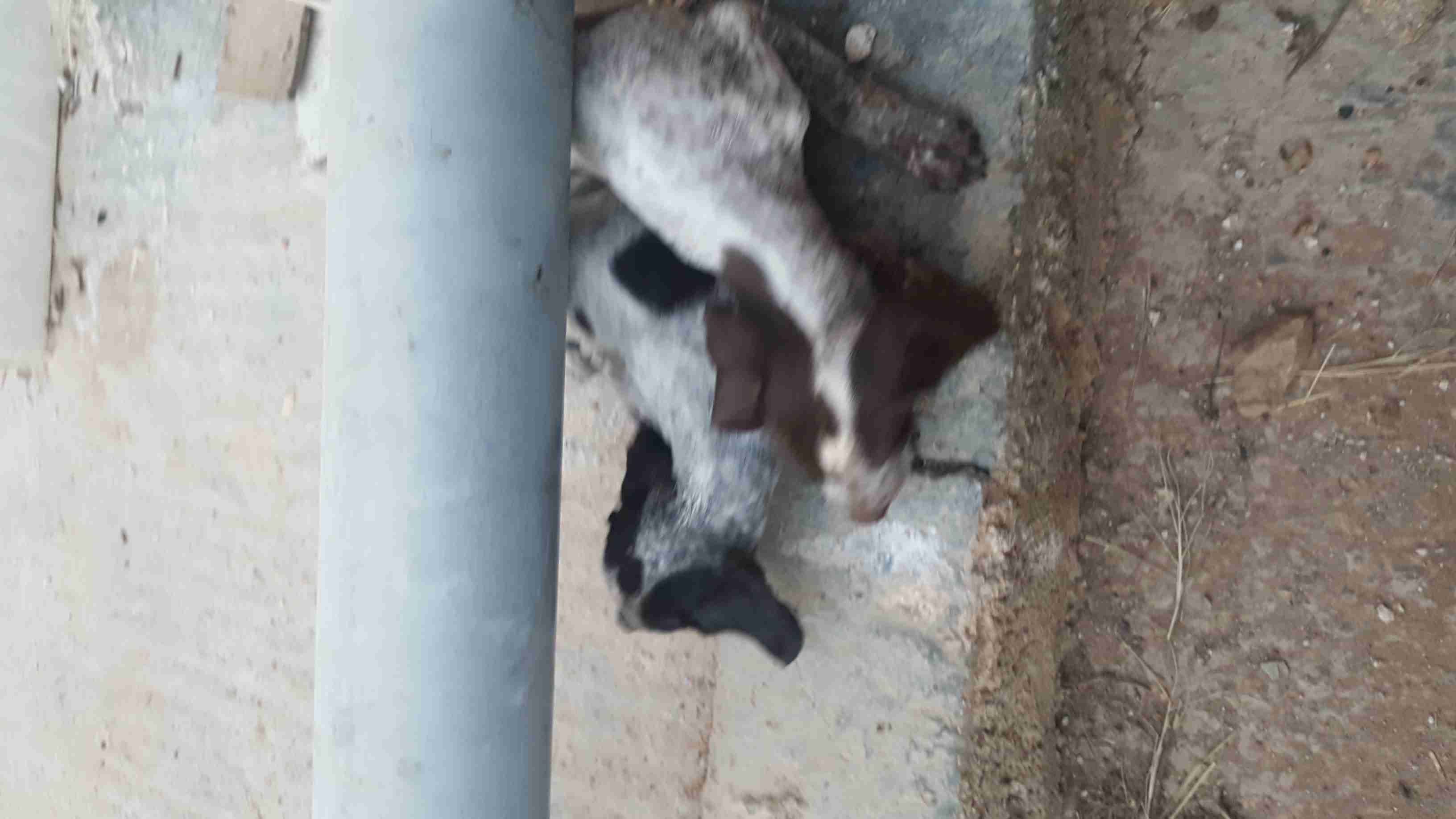 جراوة بونتر صيد
لا تنسَ أنك شاهدت هذا الإعلان في عنكبوت
يوجد اربع جراوه ذكر و ثلاث اناثي للبي...
