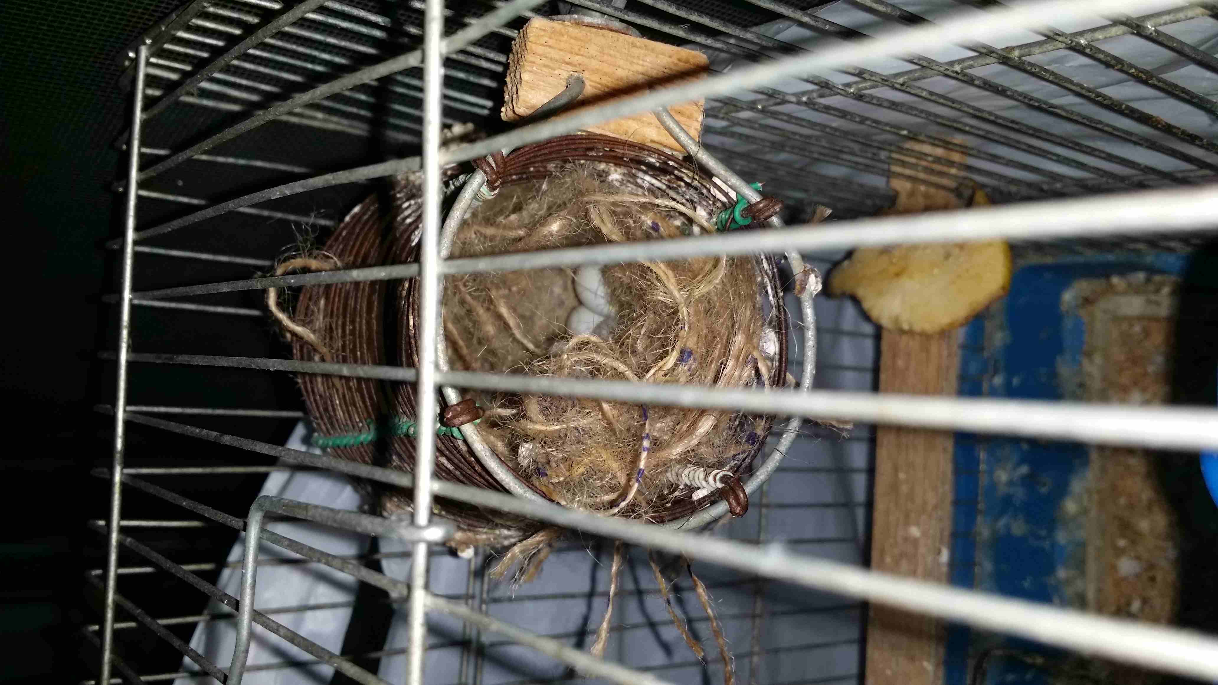 جوز فنجز تحتيه 5 بيضات للبيع أو للبدل بطيرة كنار مع قفص معلفين                                            


	 				لا تنسَ أنك شاهدت هذا الإعلان في عنكبوت...