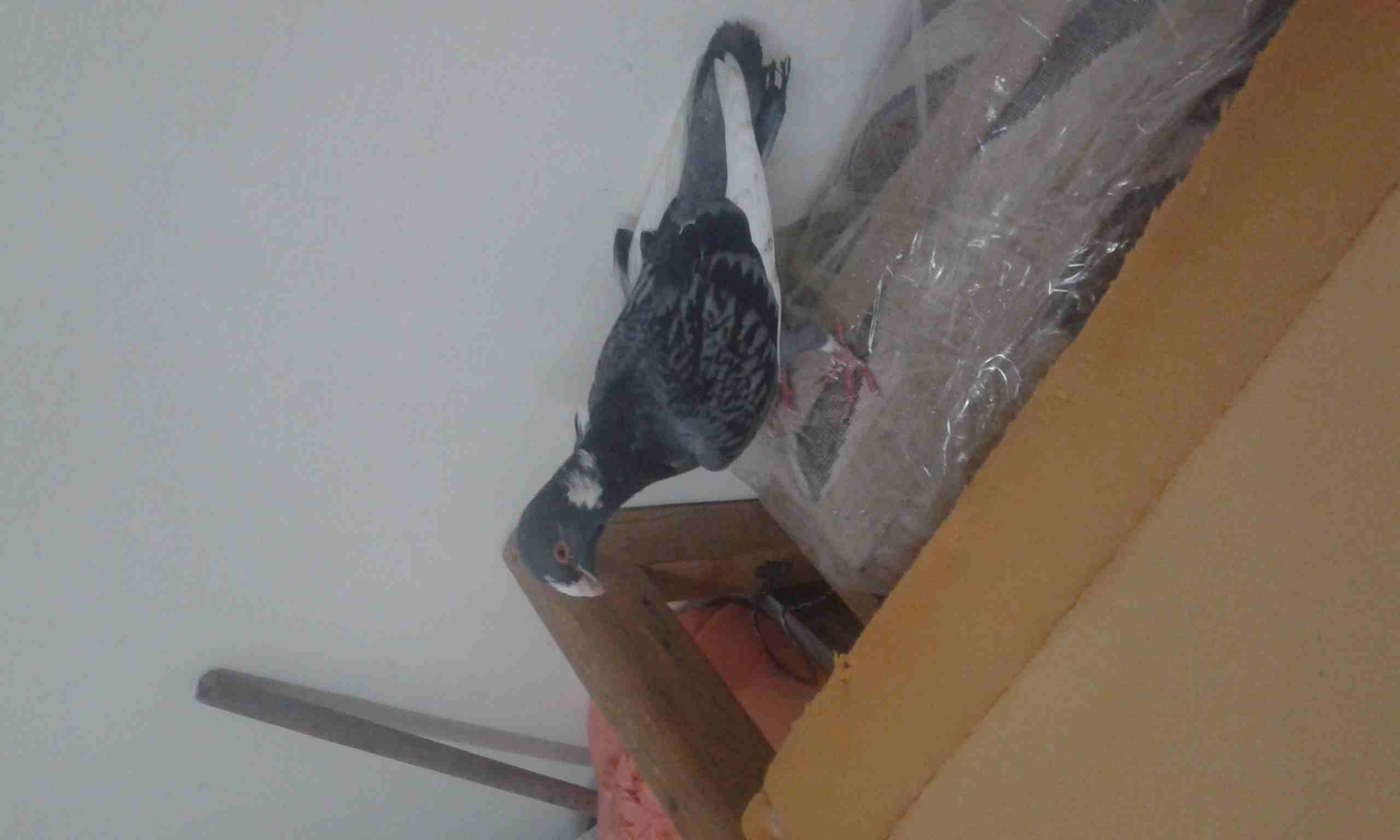 طيره مطوق للبيع او للبدل
لا تنسَ أنك شاهدت هذا الإعلان في عنكبوت
طيره مطوق ازرق عشرها 9/8 للبيع...