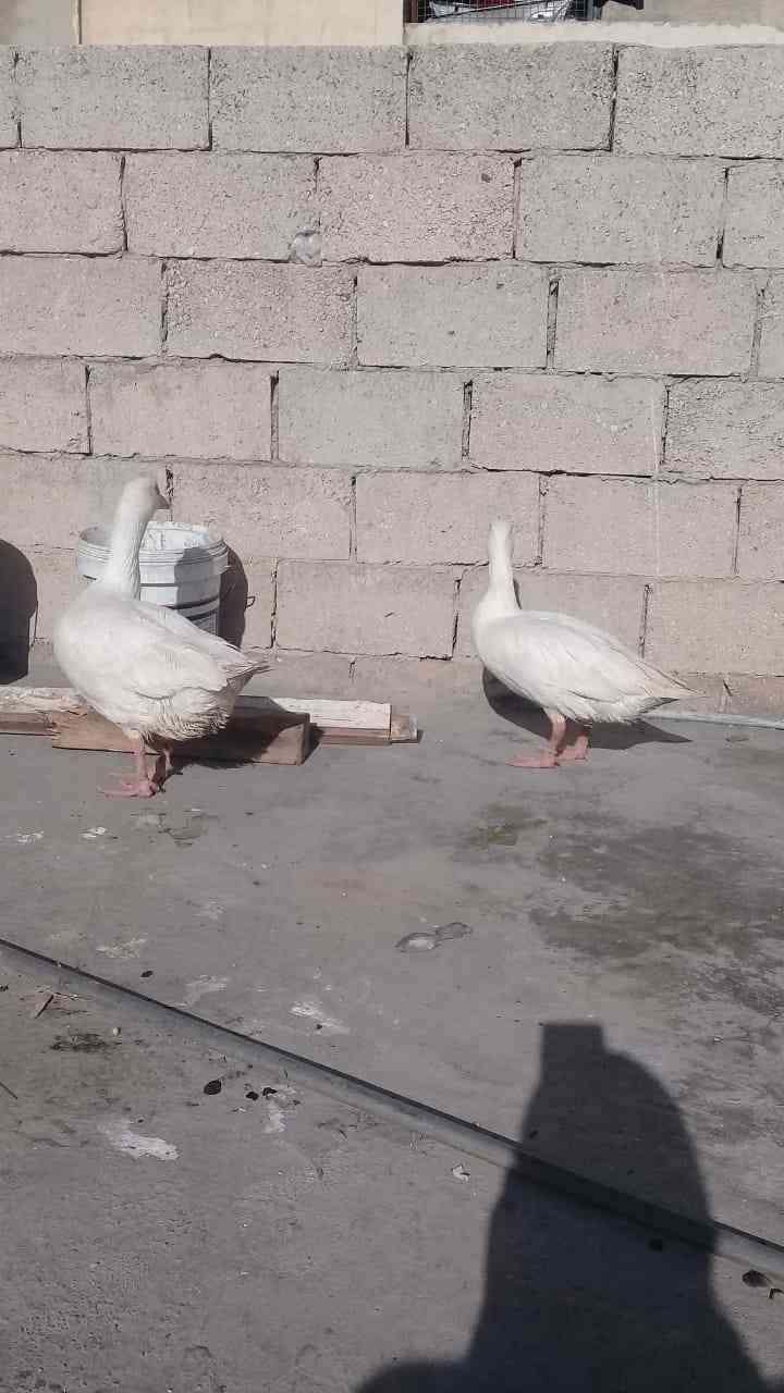 وزز ل البيع نظاف مافيهم شي ماشاء الله                                            


	 				لا تنسَ أنك شاهدت هذا الإعلان في عنكبوت            
	 				
                                وز ل البيع ماشا...