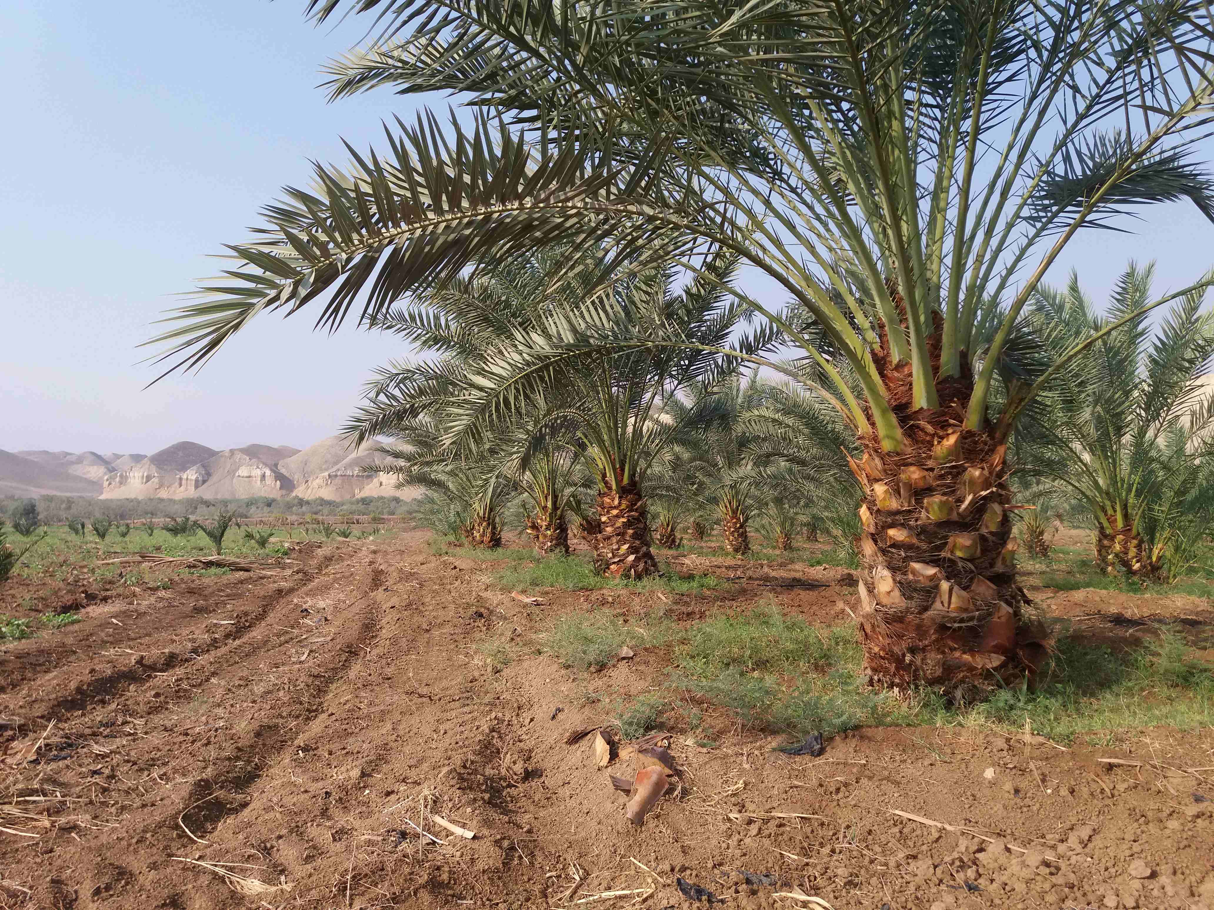أشجار نخيل مثمر
لا تنسَ أنك شاهدت هذا الإعلان في عنكبوت
برحي.. والشجر مروي مي حلوة يعني ما فيه أي...