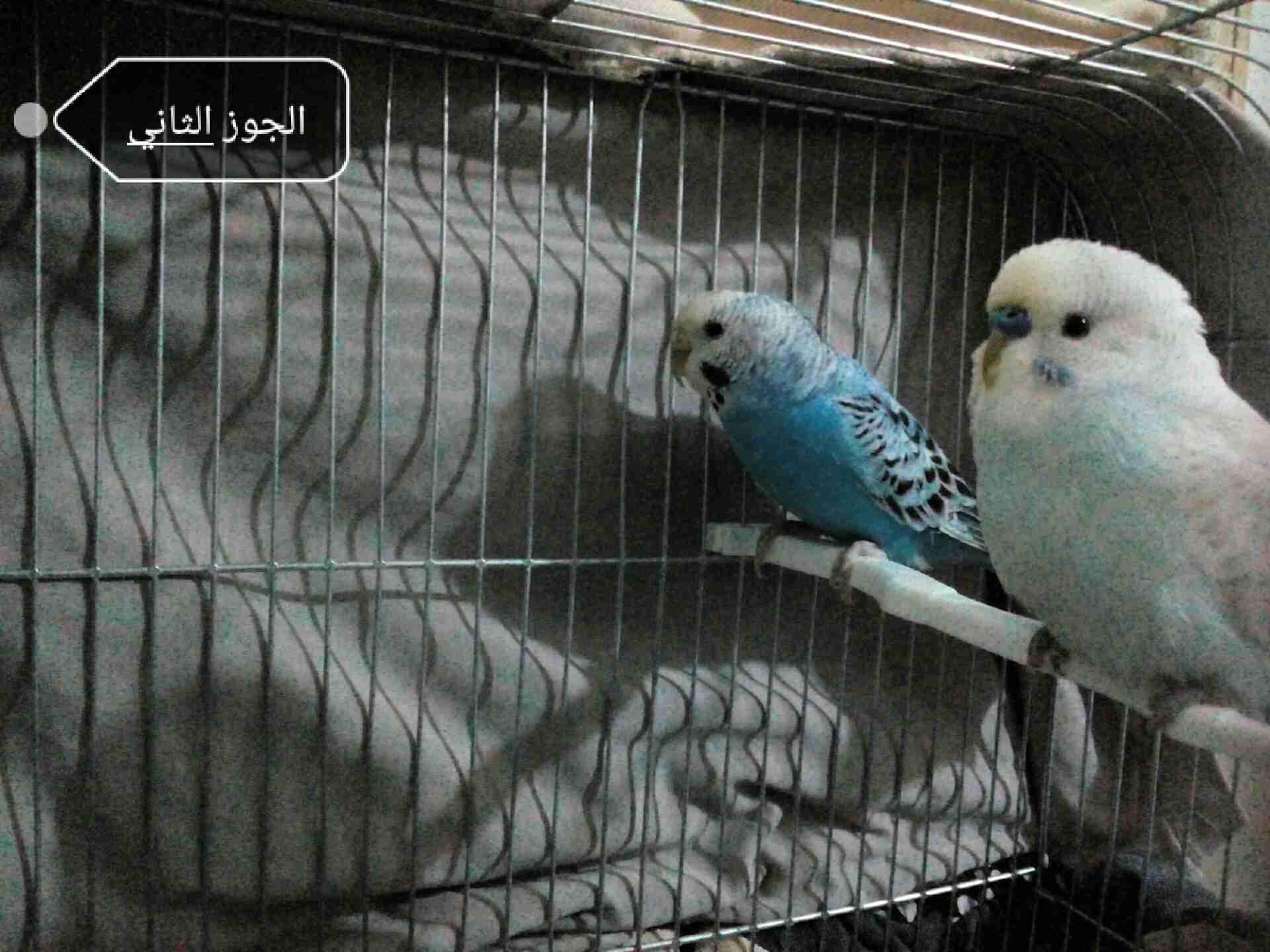 طيور حب جاهزات الجوز 20 مع قفص وكوخ
لا تنسَ أنك شاهدت هذا الإعلان في عنكبوت
اللوان حلوة السعر...