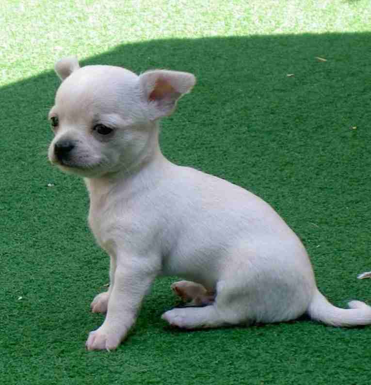 chihuahua
لا تنسَ أنك شاهدت هذا الإعلان في عنكبوت
5 month male and female. vaccineted, dewormed....