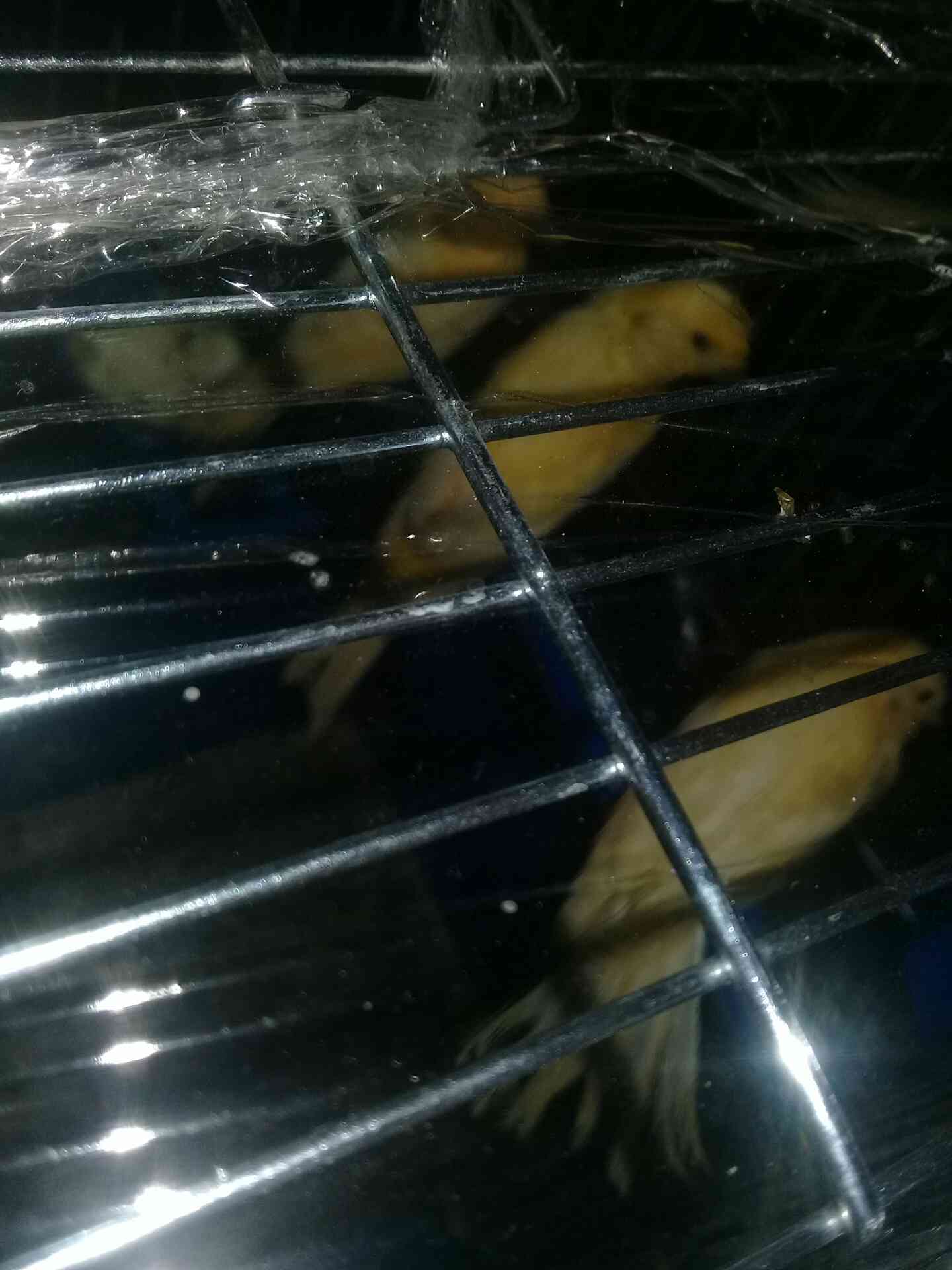 جبل الزهور
لا تنسَ أنك شاهدت هذا الإعلان في عنكبوت
بصلى على النبي 3 مخليف جزريات البيع سعر ال...