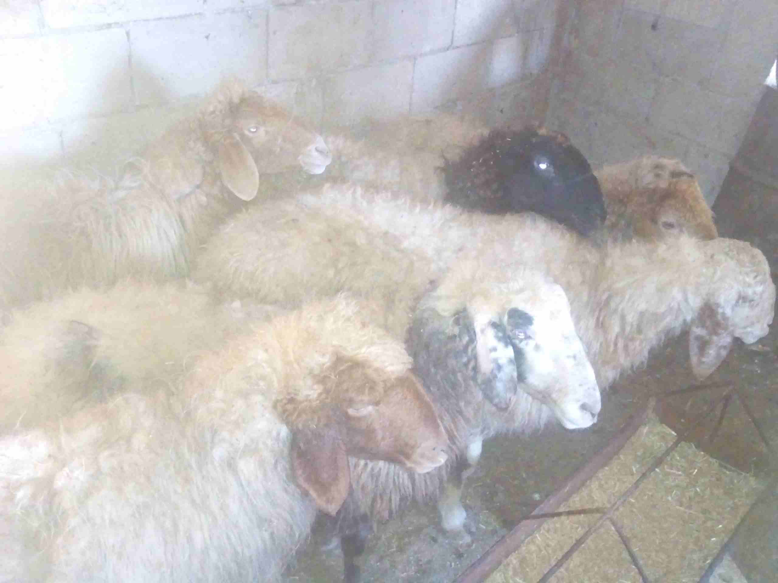 سبع نعجات سن صغير للبيع
لا تنسَ أنك شاهدت هذا الإعلان في عنكبوت
النعاج سن صغير واعشار من ثلاث اشه...