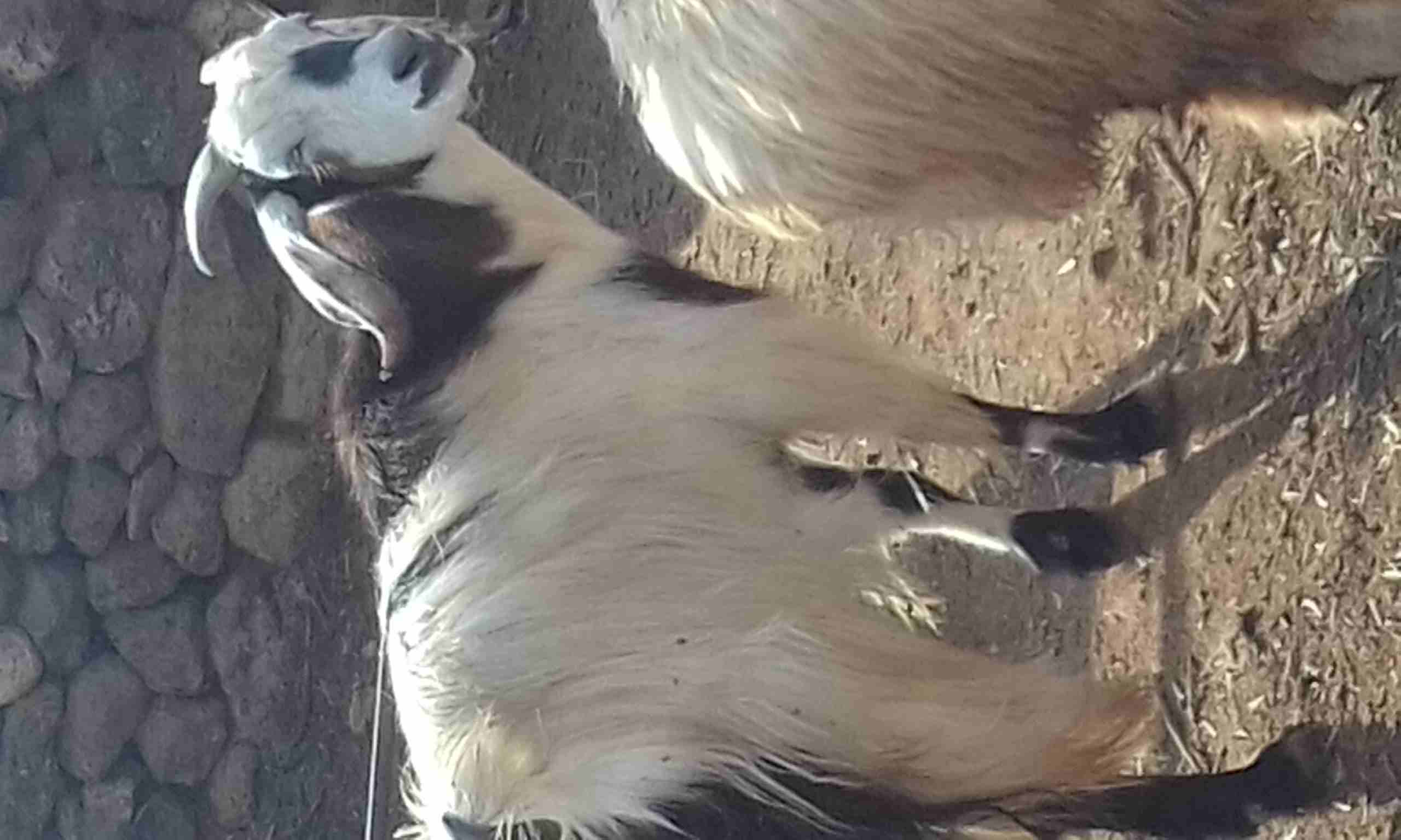 عنز لحم نحب نخب
لا تنسَ أنك شاهدت هذا الإعلان في عنكبوت
السن خماس لحم طيب تقريبا 22 كيلو صافي وعز...
