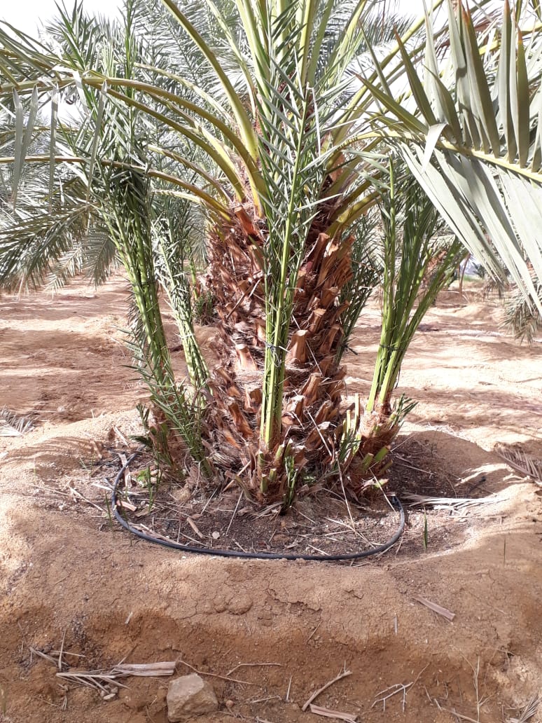 اشجار حمضيات جميع الانواع باسعار منافسه على الكميات. اشجار نخيل فسائل وانسجه
لا تنسَ أنك شاهدت هذا الإعلان في عنكبوت...