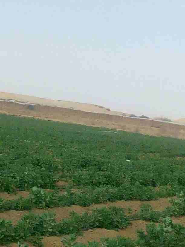 عاينت مواقع كتير ولسه مستقرتش ؟😅
نفسك تشتري ارض مزروعه ؟🌿
طبعا الاراضي المزروعه كتير بس مش اللي بتنتج خضار في خلال 40 يوم 
ايوه 40 يوم 🤩
ادفع 100 الف واستلم قطعه ارض 5 فدان مزروعه خضراوات تروي من ا...