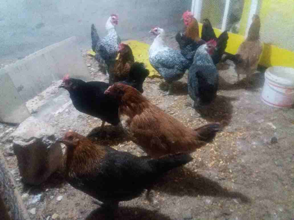 موجود 8 جاجات بلديات
لا تنسَ أنك شاهدت هذا الإعلان في عنكبوت
ثنتين شقر وثنتين سوود وثنتين لون خرر...