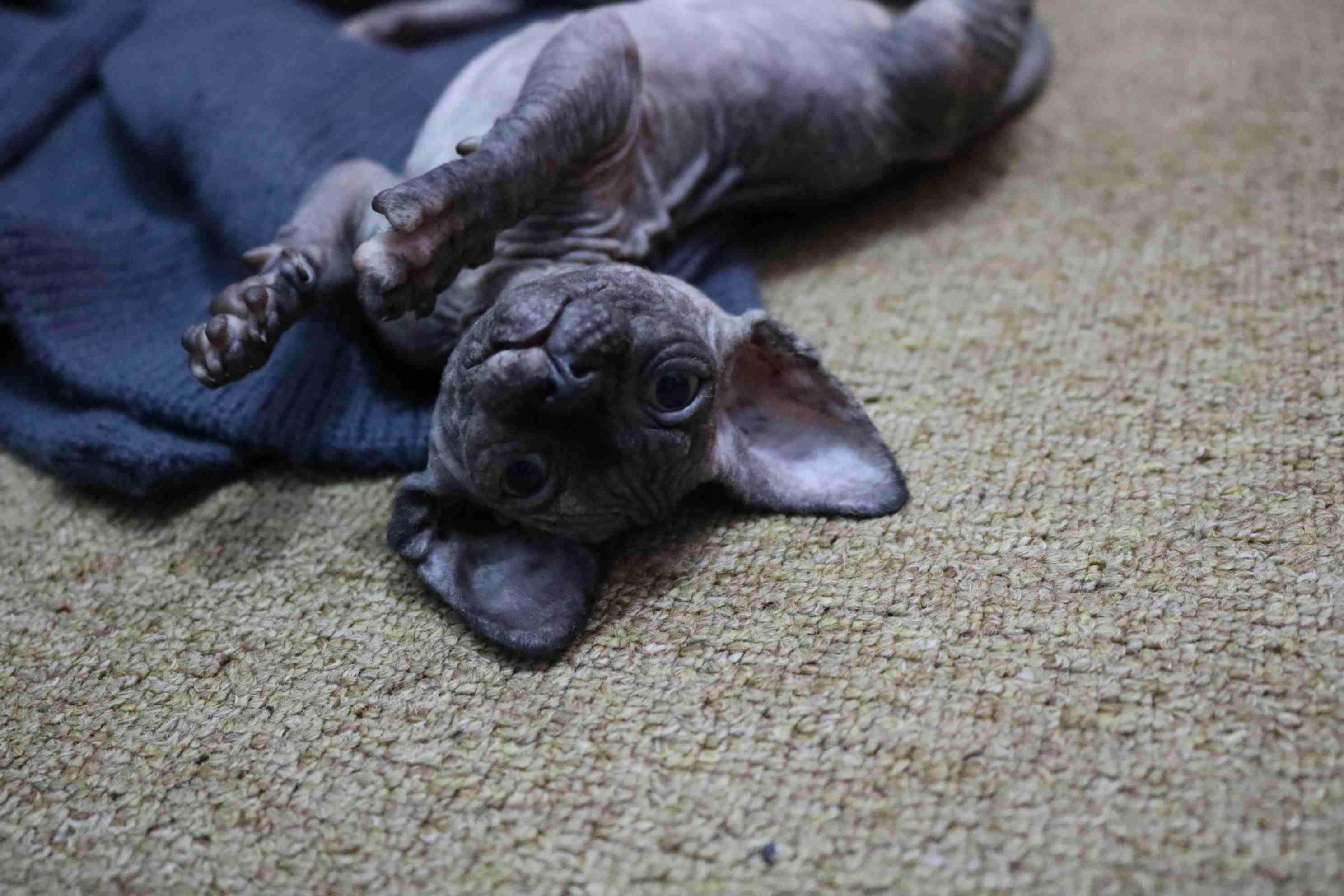 قط سفينكس ( فرعوني ) للبيع  sphynx cat for sale                                            


	 				لا تنسَ أنك شاهدت هذا الإعلان في عنكبوت            
	 				
                            قطة (انثى...