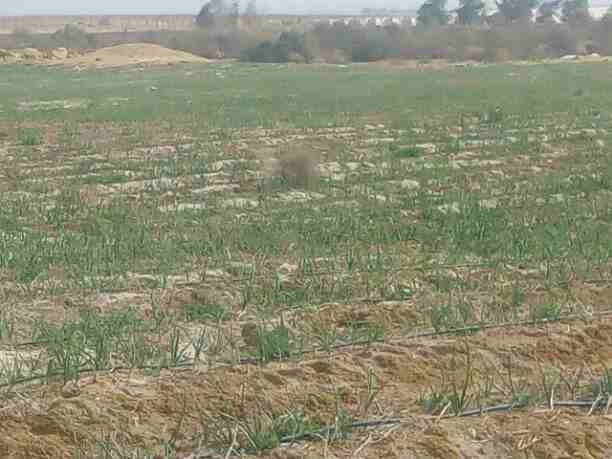 نفسك تعمل مشروع معين 🧐مزرعه سمكيه 🐟 او عنبر مواشي🐃 او حتي هنجر دواجن🐓 ؟
طب اي رايك مشروعك ده يبقا ضمن مزرعتك المزروعه بالفعل ( خضراوات ) 
مستني اي شركتنا تطرح 50 فدان كاملين المرافق ☘️🏠
الموقع با...