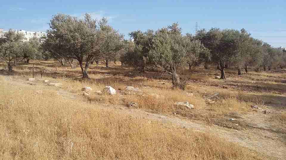 الأردن - عمان
ارض للبيع في الجويدة/ المستندات و ام زعرورة - قرب مسجد ابو بكر الصديق
القرية: الجويدة
حوض: المستندات و ام زعرورة
الموقع: المنطقة الواقعة مقابل نادي الرماية الملكي - قرب مسجد ابو بكر...