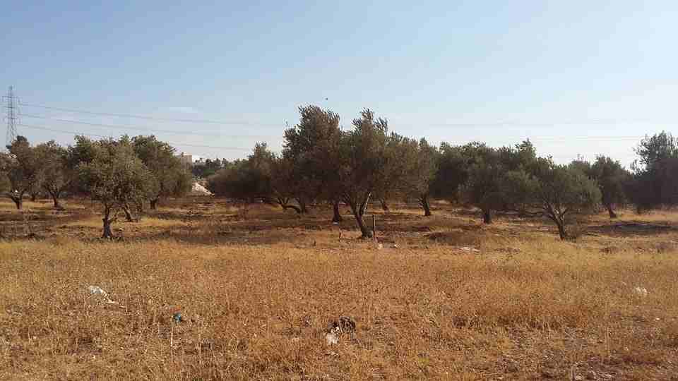 الأردن - عمان
ارض للبيع في الجويدة/ المستندات و ام زعرورة - قرب مسجد ابو بكر الصديق
القرية: الجويدة
حوض: المستندات و ام زعرورة
الموقع: المنطقة الواقعة مقابل نادي الرماية الملكي - قرب مسجد ابو بكر...
