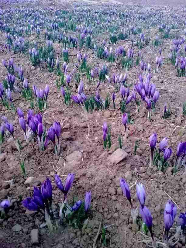 زعفران أفغاني ملكي فاخر جوده مضمونه لون ورائحة ونكهة 👍 وتجربه خير برهان👌
أسعارنا بالعلب
علبة غرام ونص بسعر ٢٠ ريال
وعلبة 3 غرام بسعر 30 ريال
وعلبة 7 غرام بسعر 40 ريال
يوجد توصيل داخل منطقة الرياض وش...