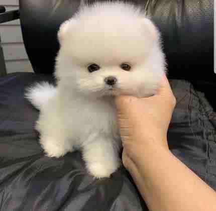 AWESOME TEACUP POMERANIAN PUPPIES READY NOW

My clever beautiful friendly puppies one lovely boy and one beautiful girl. These babies have been vet checked and had their first vaccination and microchi...