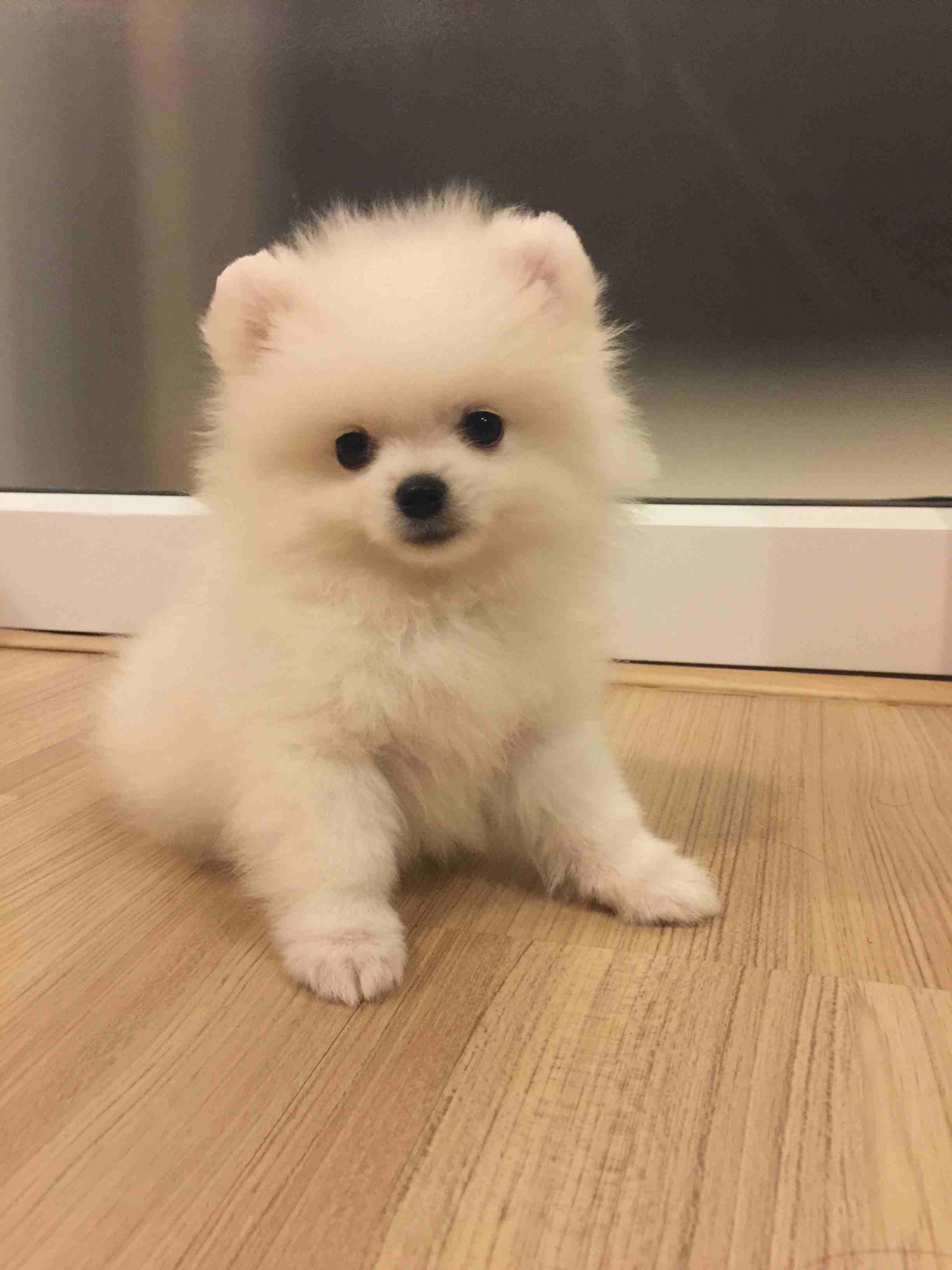 Awesome Teacup pomeranian puppies ready now

WhatsApp me at 0016823342002 for more details
My clever beautiful friendly puppies one lovely boy and one beautiful girl. These babies have been vet checke...