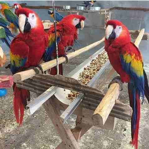 Adorable Scarlet Macaw Parrots available

WhatsApp me at  0016823342002 for more details
Beautiful male and female scarlet Macaws parrots that are well tame, can talk a little and come w/ a cage 36x48...