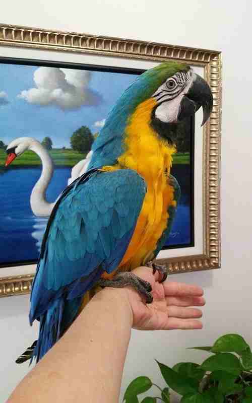 Adorable Talking Blue and Gold Macaw Parrots

WhatsApp me at  0016823342002 for more details
They've received all necessary vaccinations and will be coming with papers. Our parrots are of the 6th...