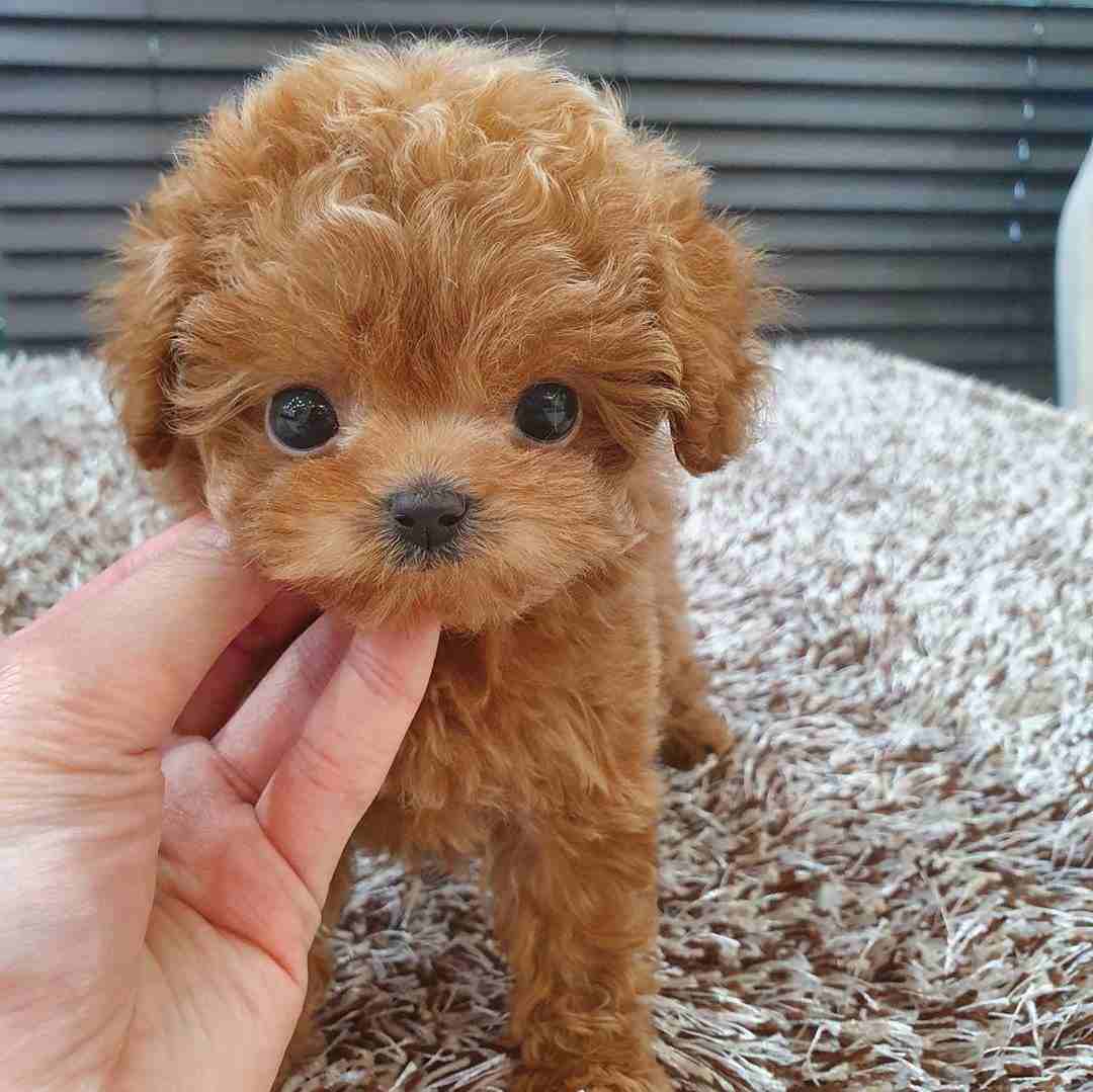 Gorgeous toy poodle puppies for sale

WhatsApp me at 0016823342002 for more details
These puppies have have had the best start possible being brought up in our busy family home being spoil by my three...