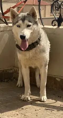 انثي هاسكي متجوزه