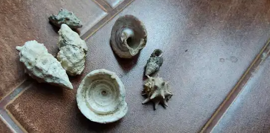 صدف نادر من البحر الاحمر