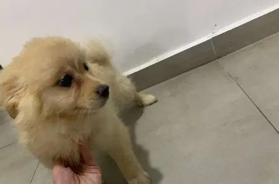 Pomeranian male