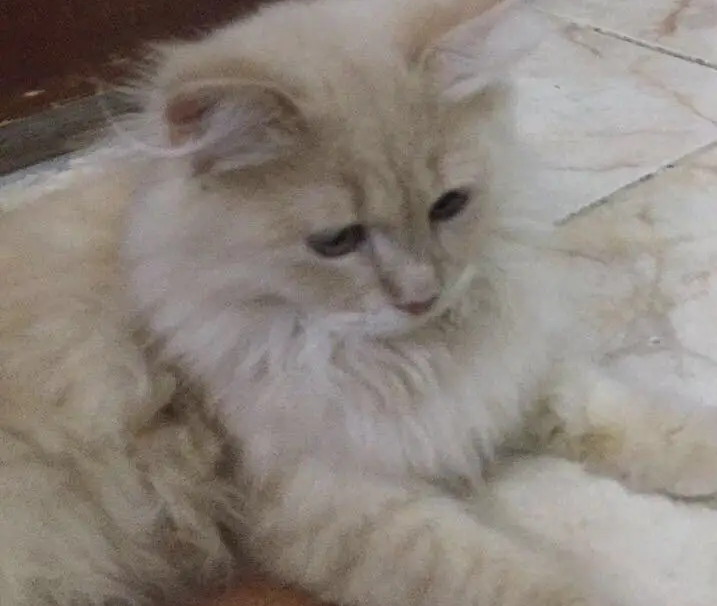 للبيع قط شيرازي
