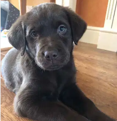 Labrador puppy