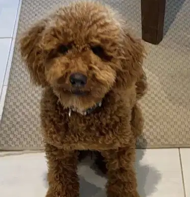 Poodle