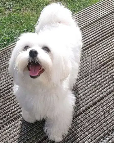 Maltese female