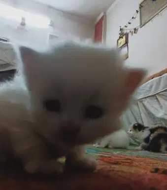 قطط شيرازي امريكي
