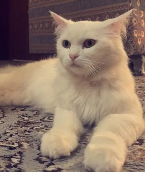 قطه شيرازيه للبيع
