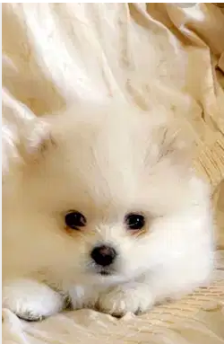 Pomeranian puppy
