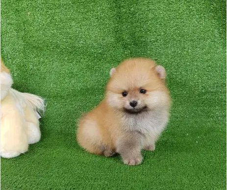 Adorable Pomeranian Puppies Available